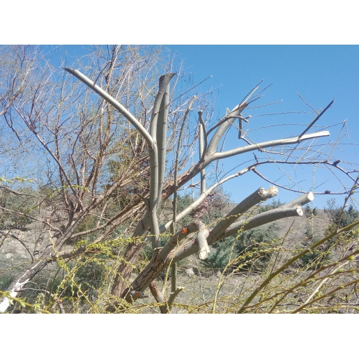 TESTERE / ÇOKLU KOMPAKT TESTERE SİSTEMLERİ